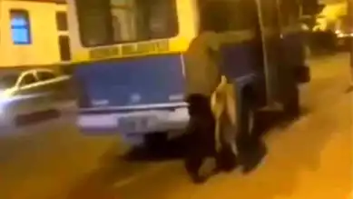 Sokak Köpeğine Uyuşturucu İğne: Tepki Çekti!
