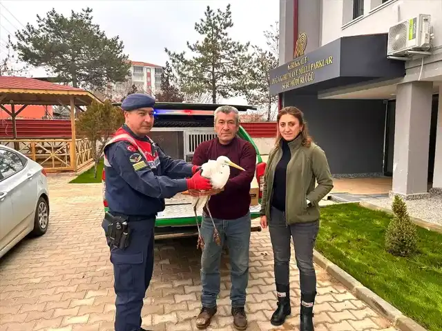 Kırıkkale'de Yaralı Ak Balıkçıl Kurtarıldı